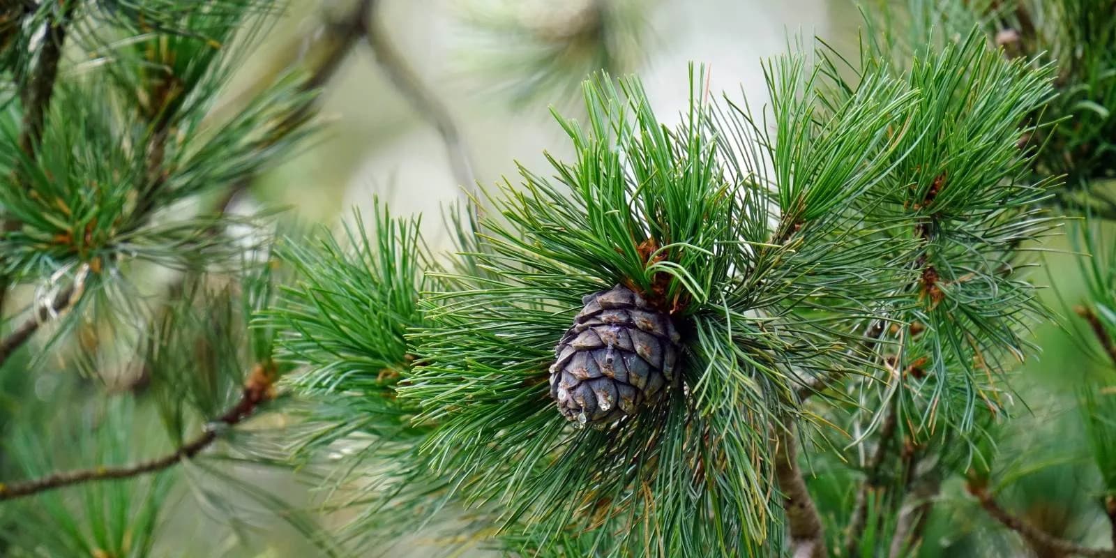 La forêt d'altitude est dominée par l'<strong>arolle</strong> (pin cembro) et le <strong>mélèze</strong>, qui se pare d'or à l'automne. Au sol fleurissent <strong>edelweiss</strong>, <strong>rhododendrons</strong>, lis martagon et, dans les zones protégées, le rare sabot de Vénus.