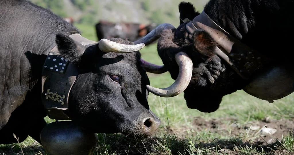 Bouquetins et chamois sur les pentes rocheuses du Val d'Hérens
